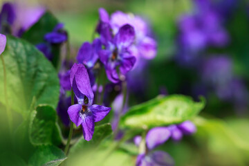 Wall Mural - The blooming violets