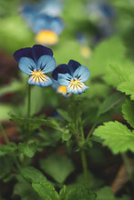 A Couple Of Blue Pansy Flowers In Full Bloom. Beautiful Tender Outdoor Floral Background