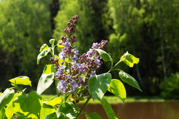 Bush of blooming lilac grows on the Bank of the river. Purple lilac blooms close up.