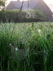 Wall Mural - plants wrapped in a spider web, beautiful morning dew
