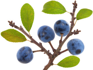 Wall Mural - Branch of Blackthorn or sloe berries with ripe fruits, Prunus spinosa