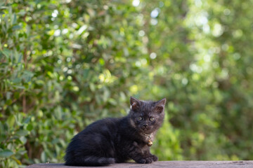 scottish fold, beautiful kitten on timber over blur green forest background,eyes looking for something