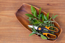 Mixed Herbs With Scissors In A Wooden Bowl With Sage, Thyme, Mint And Bay Leaves.  On A Wooden Background