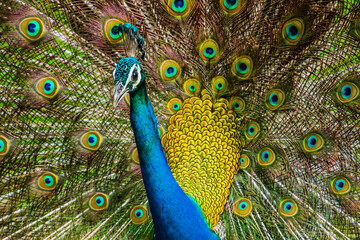 Wall Mural - An Indian male peacock dancing 