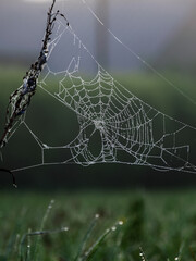 Wall Mural - plants wrapped in a spider web, beautiful morning dew