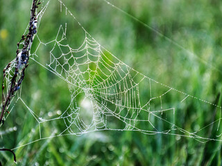 Wall Mural - plants wrapped in a spider web, beautiful morning dew