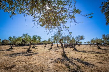 Poster - Dry area with small trees and a blue sky