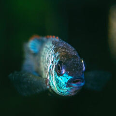 Portrait of a blue fish cichlid Nannacara anomala in an aquarium. Selective focus