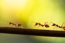 Ant Action Standing.Ant Bridge Unity Team Carry Food Concept Team Work Together