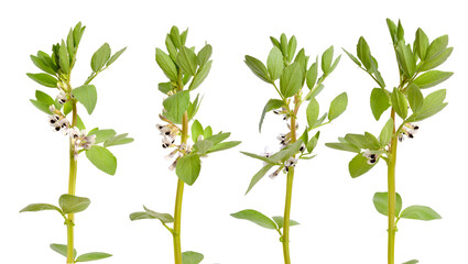 Poster - Vicia faba broad bean, fava bean, or faba bean, cover crop Horse bean. Flowers isolated