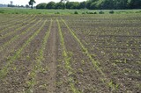 Fototapeta  - Corn  field in  Spring in Brittany