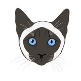 Fototapeta Koty - Siamese cat, cat face. Hand-drawn vector illustration on white.