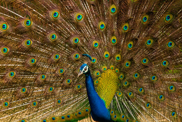 Wall Mural - An Indian male peacock dancing 