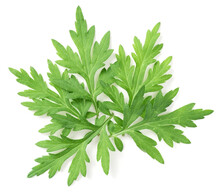 Fresh Mugwort Leaves Isolated On White Background, Top View