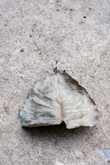 Dry leaves on concrete