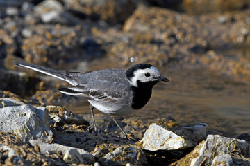 Poster - White wagtail / Bachstelze (Motacilla alba)