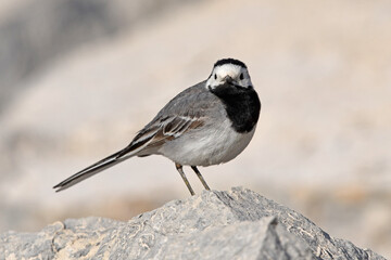 Poster - White wagtail / Bachstelze (Motacilla alba)