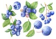 Hand drawn watercolor blueberry set isolated on white background. Food illustration.
