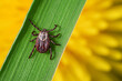 Mite crawling on a green grass blade against an orange dandelon on the blurred background macro