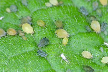 Poster - Colony of Cotton aphid  (also called melon aphid and cotton aphid) - Aphis gossypii on a leaf