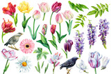 Fototapeta Sypialnia - Set off  flowers tulips, chamomile, gerbera, wisteria, hazel grouse, white magnolia, birds, starlings, the elements are drawn in hand-made watercolor,  botanical illustration