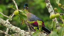 Close Up Of Purple Crested Turaco Or Lourie Preening In A Fig Tree