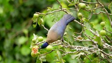Slow Motion, Close Up Of Purple-crested Turaco Or Loerie Feeding In A Fig Tree