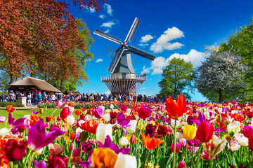 Blooming colorful tulips flowerbed in public flower garden with windmill. Popular tourist site. Lisse, Holland, Netherlands.