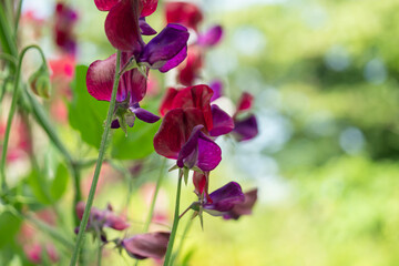  赤紫のスイートピー/カオリエンドウ/エンドウマメの花