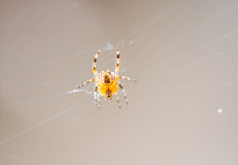 detail of spider inside a net