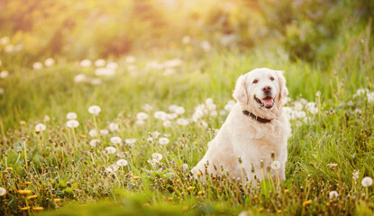 Wall Mural - Active, smile and happy purebred labrador retriever dog outdoors in grass park on sunny summer day