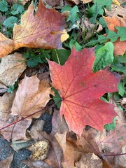 Wall Mural - autumn leaves background