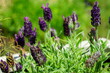 Fragrant purple French lavender flowers