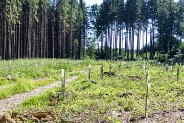 A tree nursery in a forest