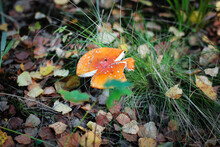 Orange Amanita With White Spots And A Broken Hat Hid In The Green Grass In The Autumn Forest, On The Ground Are Fallen Leaves.
Lmage With Selective Focus And Noise Effect