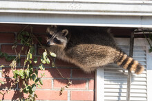 A Raccoon Scales Someone's House In The Upper Beaches Neighbourhood Of Toronto, Canada, A City Notorious For Its Urban Raccoon Population.