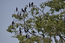 A Group Of Cormorants Is Resting On The Branches Of A Tree 
