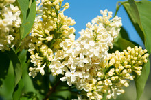 Pale-yellow Lilac Variety “Primrose" Flowering In A Garden. Latin Name: Syringa Vulgaris.