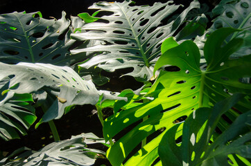 Monstera leaves