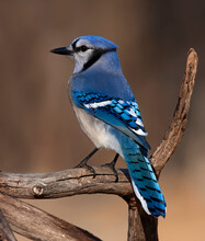 Blue Jay Cyanocitta Cristata Perched On A Branch In Spring