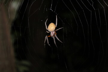 spider