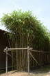 Arrow bamboo - Pseudosasa japonica. It is called “Yadake” in Japan.

