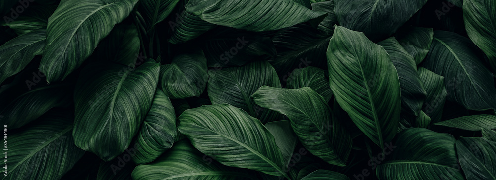 Obraz na płótnie abstract green leaf texture, nature background, tropical leaf
 w salonie