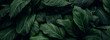 Leinwandbild Motiv abstract green leaf texture, nature background, tropical leaf
