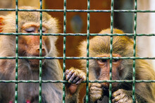 Sad Monkey In Cage At The ZOO