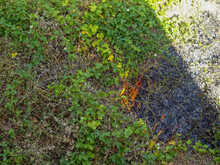Dried Grass Fire Over The Green Creeper Plants