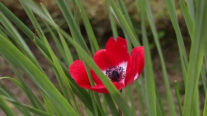 Wall Mural - Red and Silver Poppy Swaying in the Breeze with Birdsong