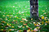 Fototapeta Na ścianę - Dry Autumn Leaves in Nature
