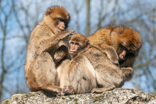 Two Adult Macaques Groom A Cub