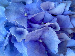 background of beautiful blue hydrangea or hortensia flower close up
